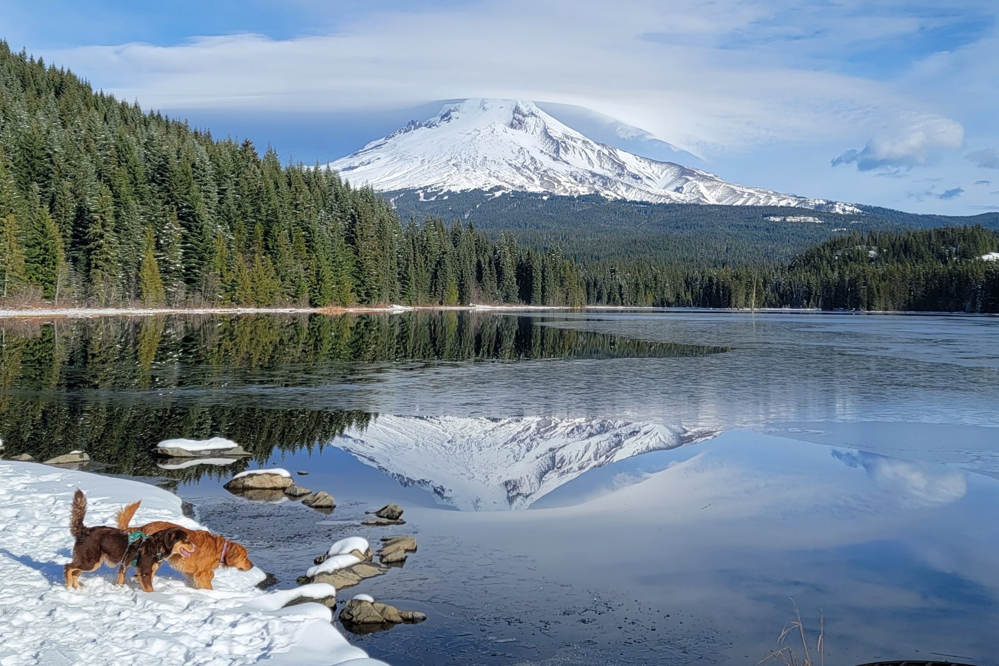 Two dogs checking out the reflection of Mt. Hood in a snowy lake