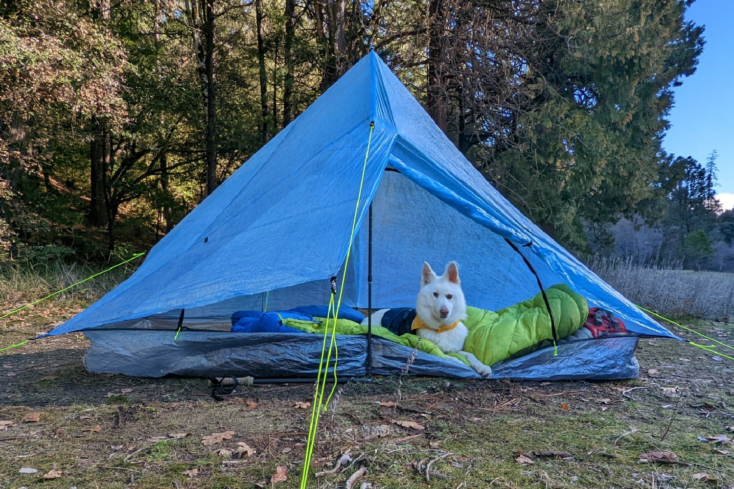 A dog sitting in the Zpacks Plex Solo tent with the door open