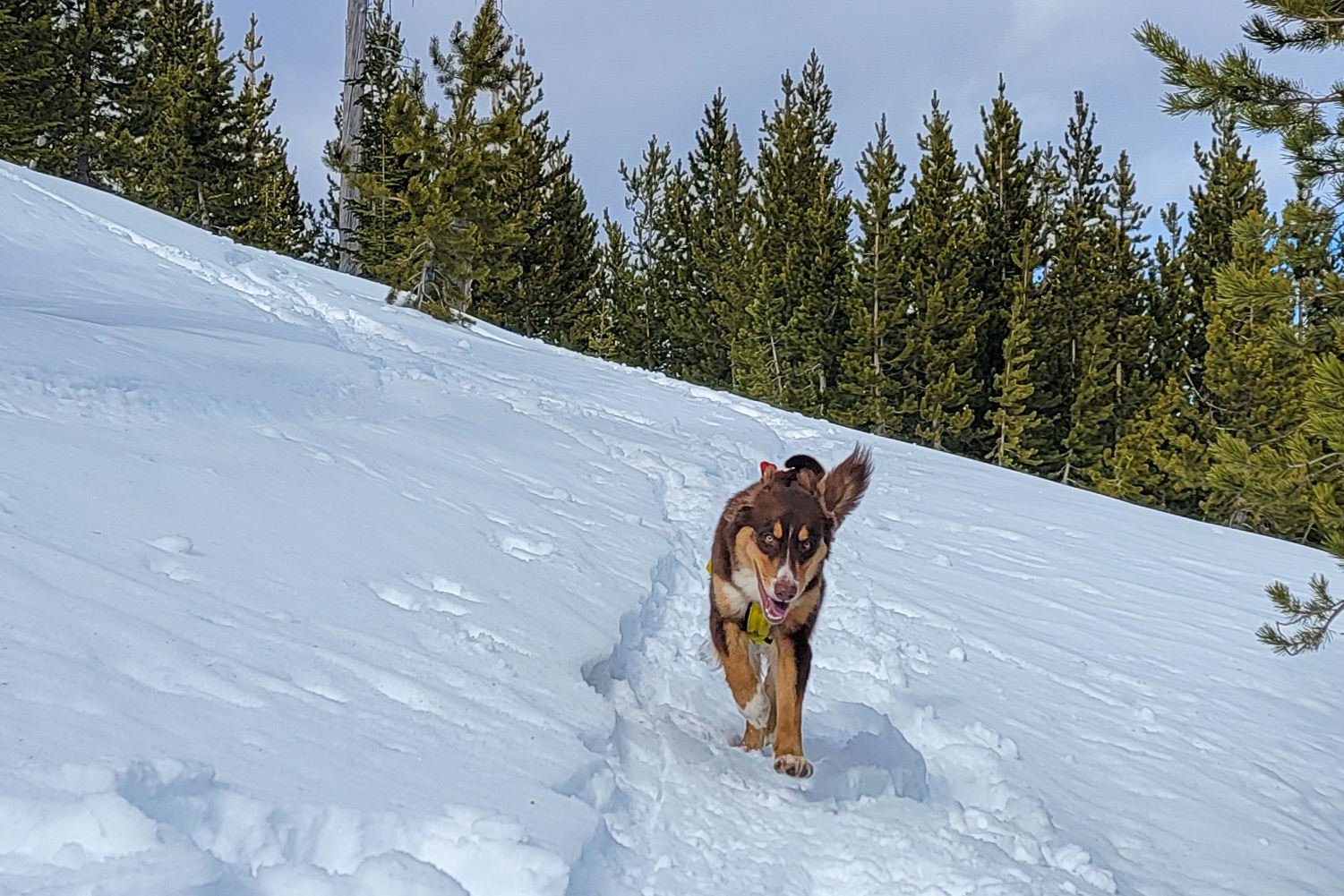 A happy border collie running down a snowy trail