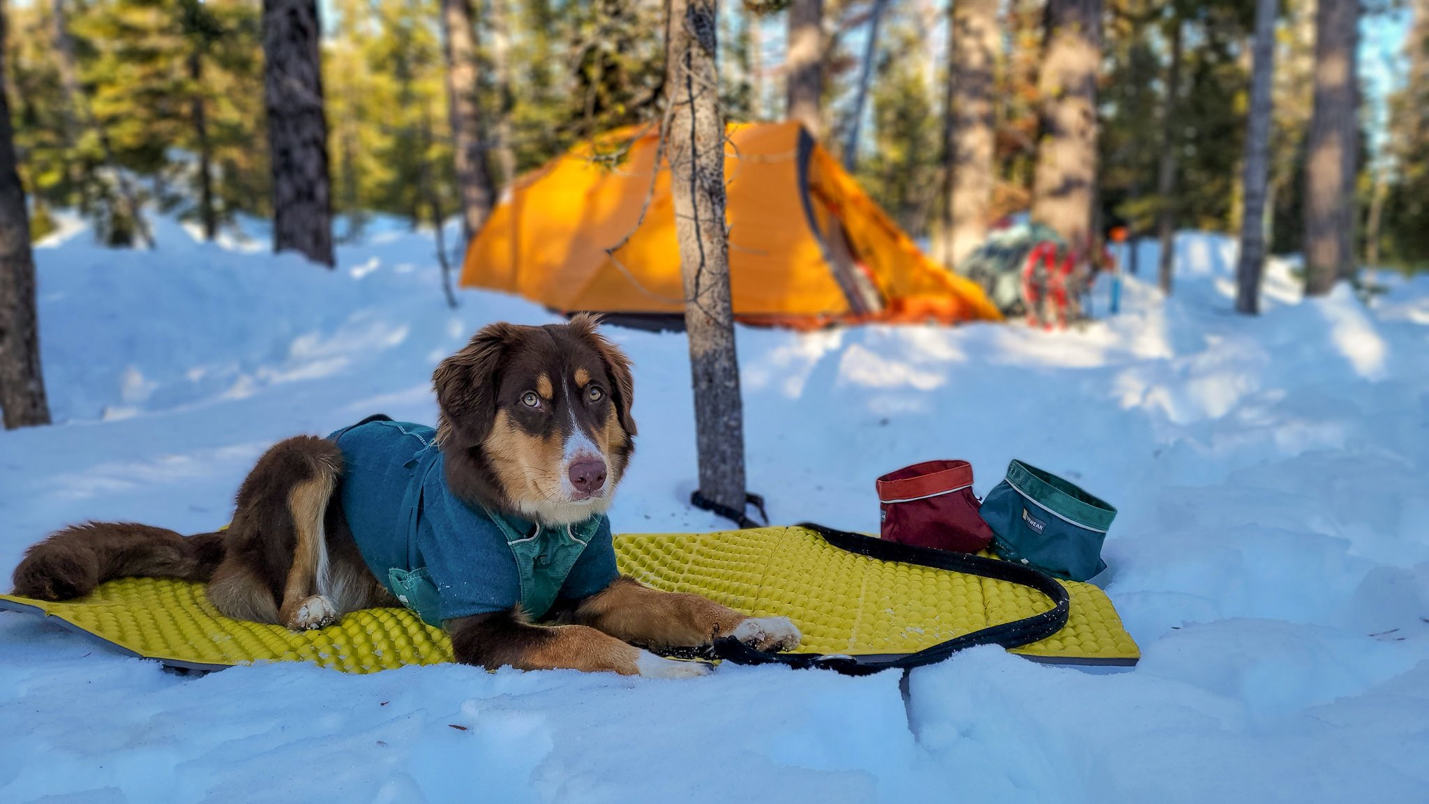 A dog winter camping