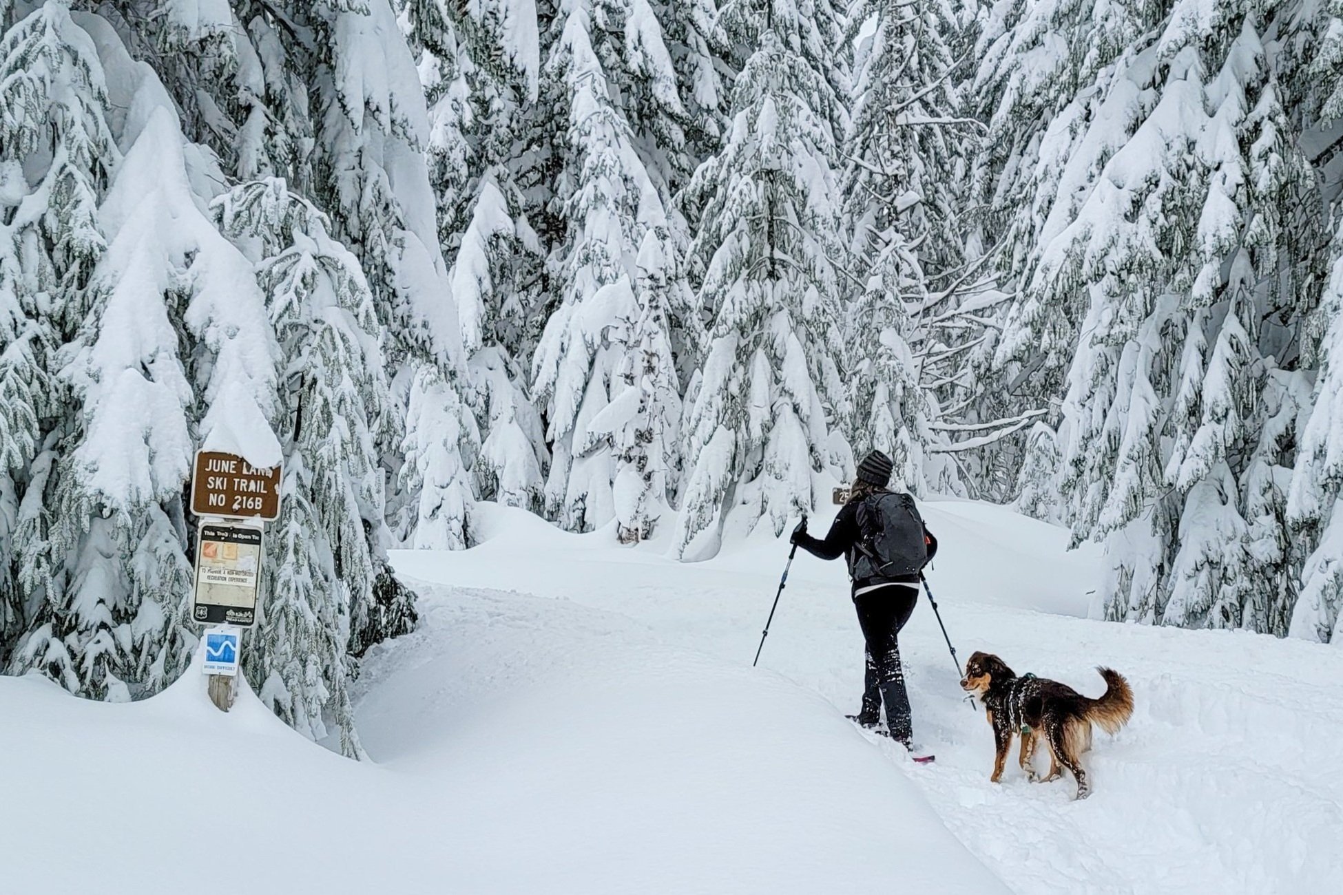A snowshoer hiking with their dog in winter