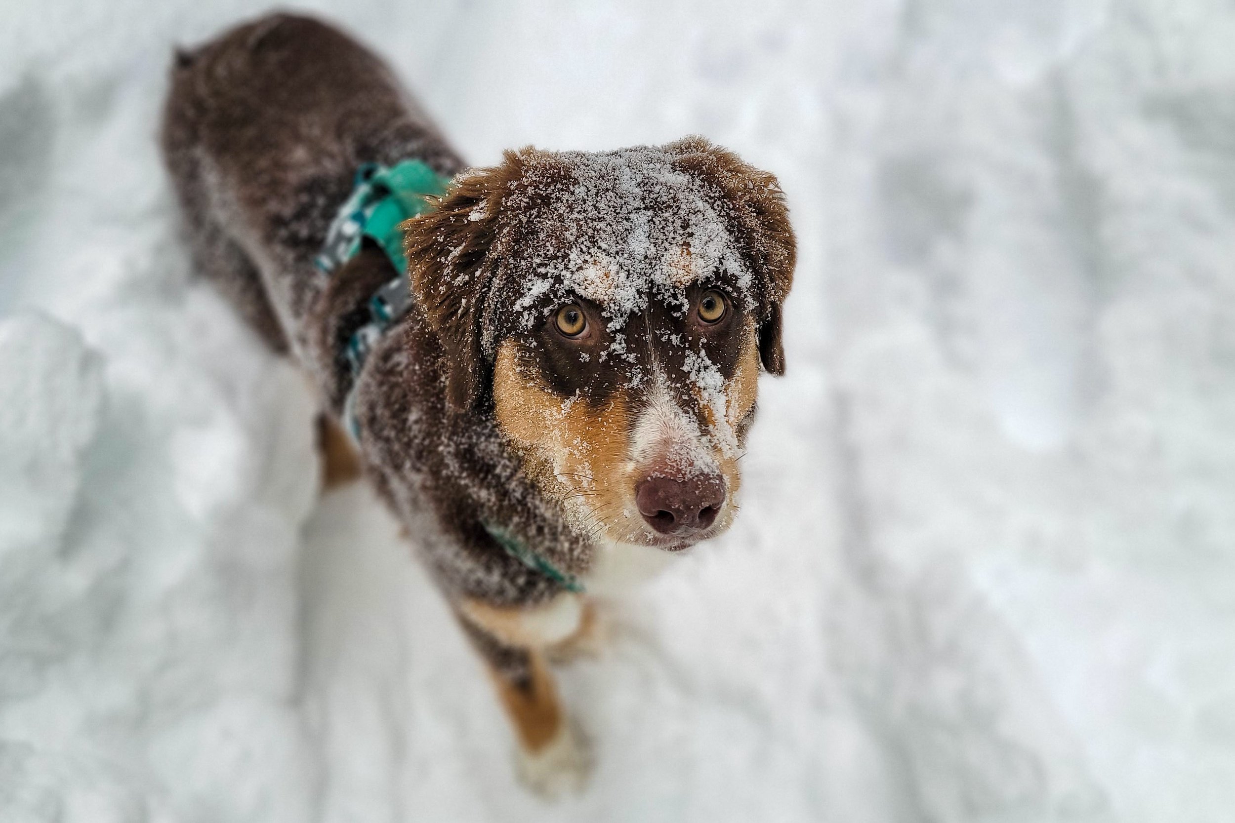 Closeup of a dog covered in snow