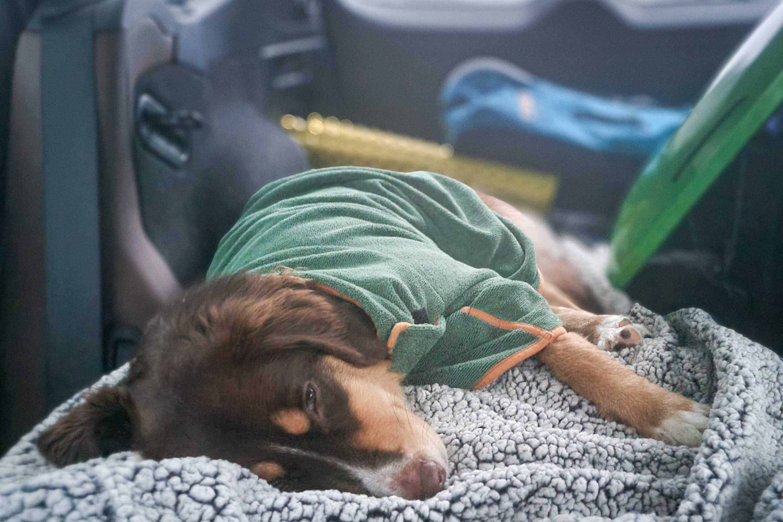 A dog sleeping in the car after a winter hike on the Oceas Sherpa Fleece Waterproof Blanket