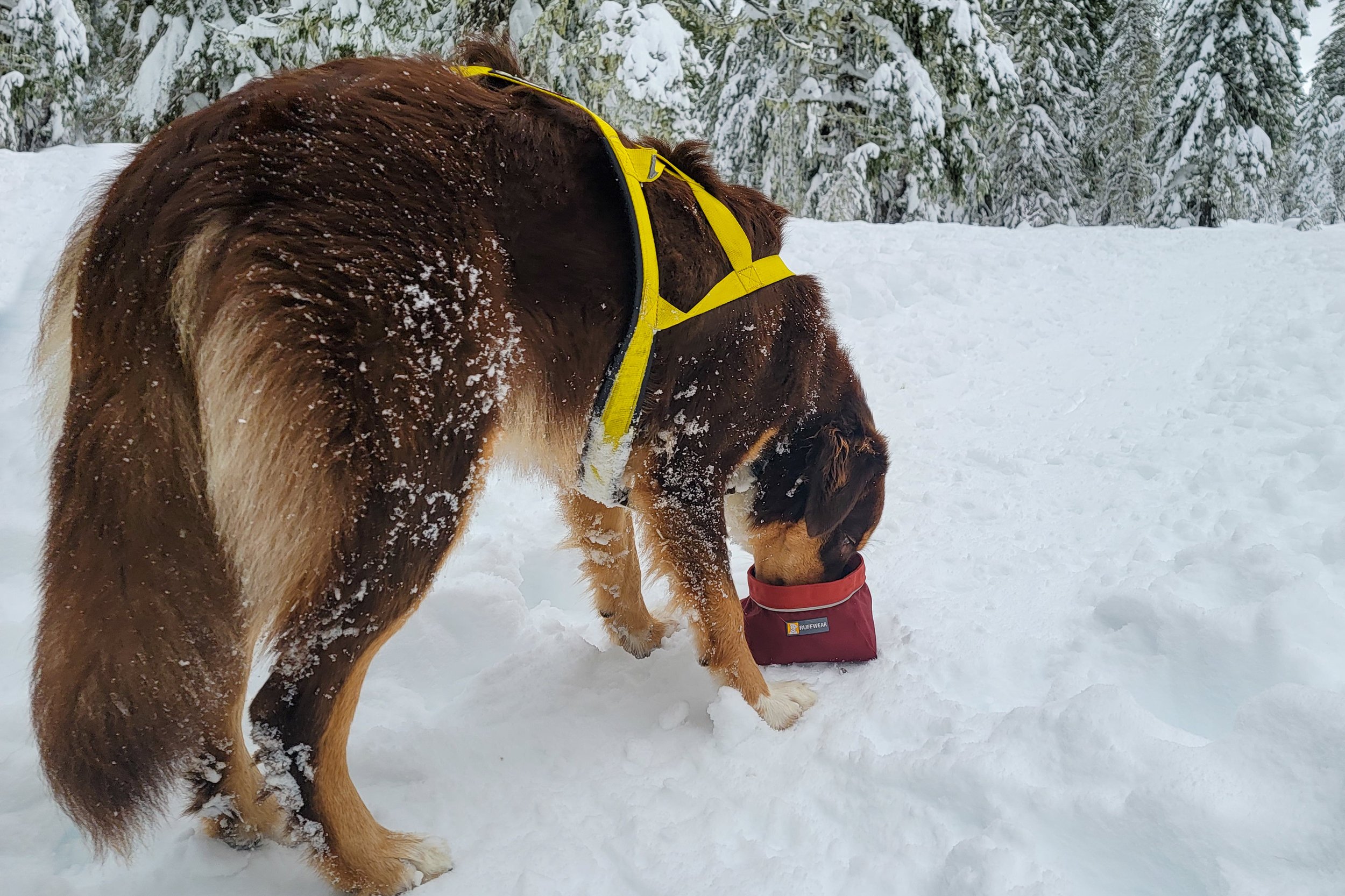 A dog eating from the Ruffwear Quencher Dog Bowl in the snow