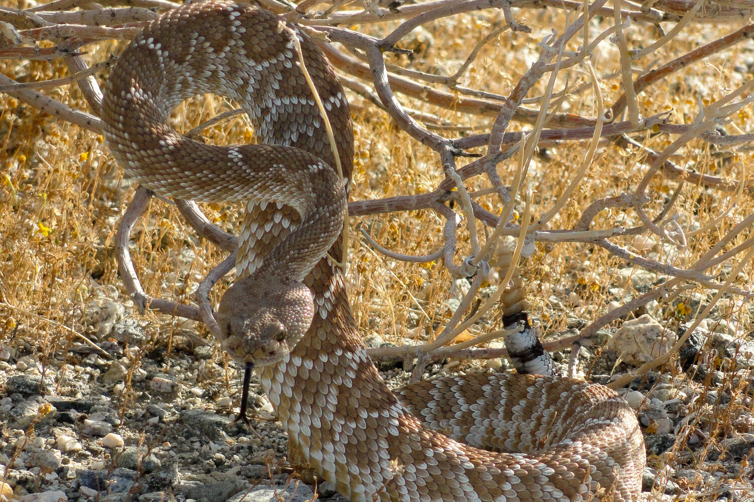 rattlesnakes are scary, but they do try to give you fair warning when you startle them