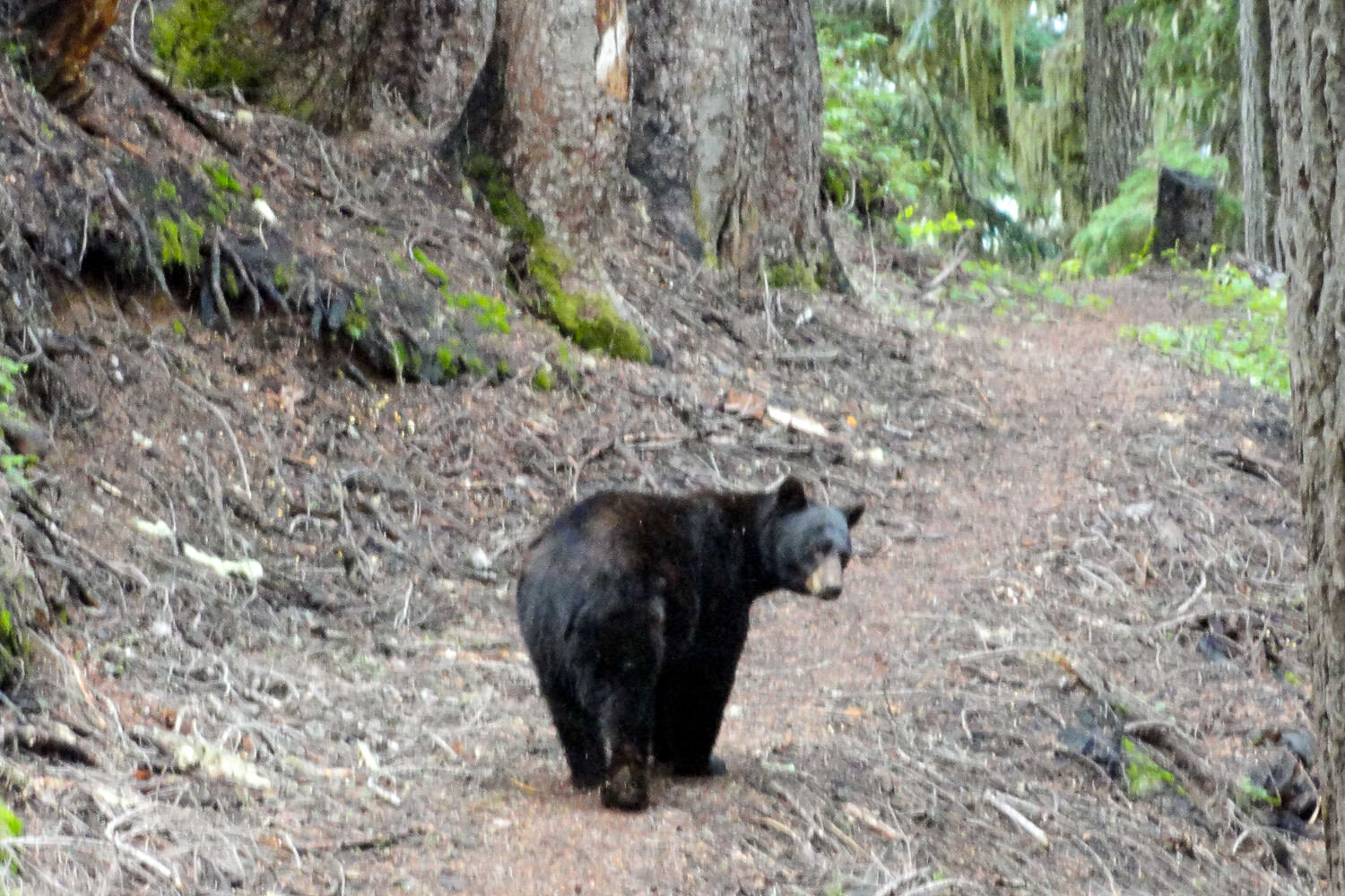 A black bear taking a stroll on the PCT in Central California