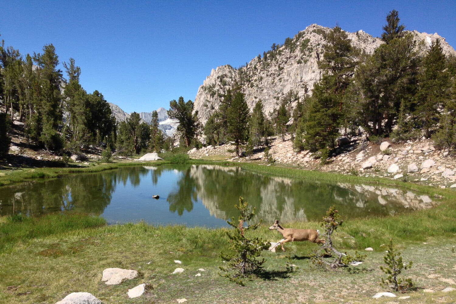 A deer in flight beside a high sierra lake - Photo Credit: Philip Kramer