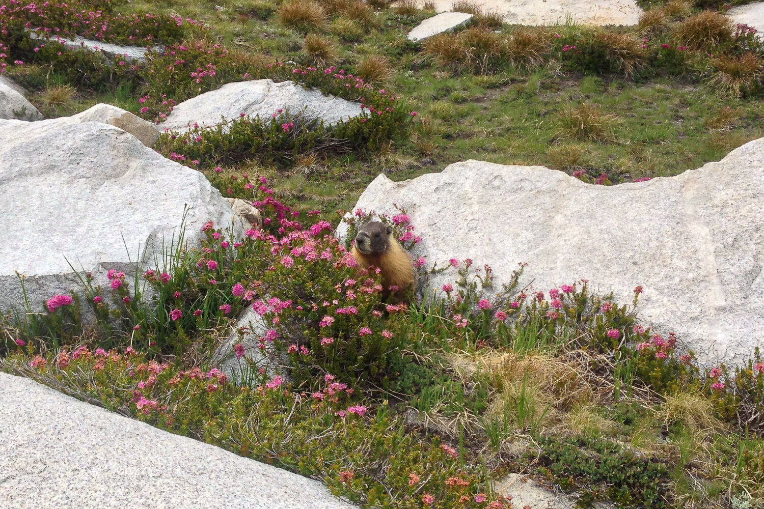 A marmot waits for the perfect moment to steal tortillas from a distracted hiker