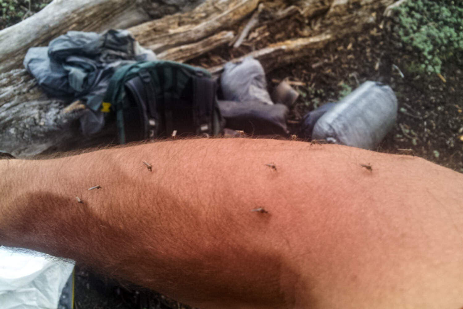 MOSQUITOES feast on “coincidence’s” arm in the sierra