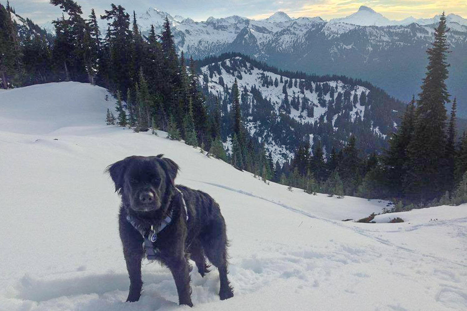 Dogs aren’t allowed on some parts of the PCT, but “SUP Dog” was able to join us for a section in the North Cascades