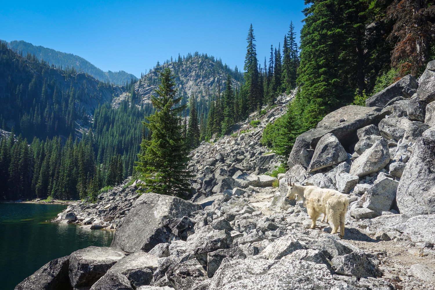 Mountain Goats are beautiful, but don’t get in their way