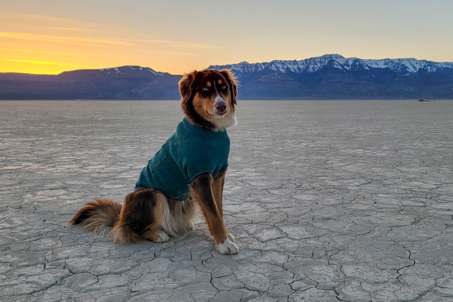 A dog wearing the Ruffwear Fernie jacket while camping in the Alvord Desert
