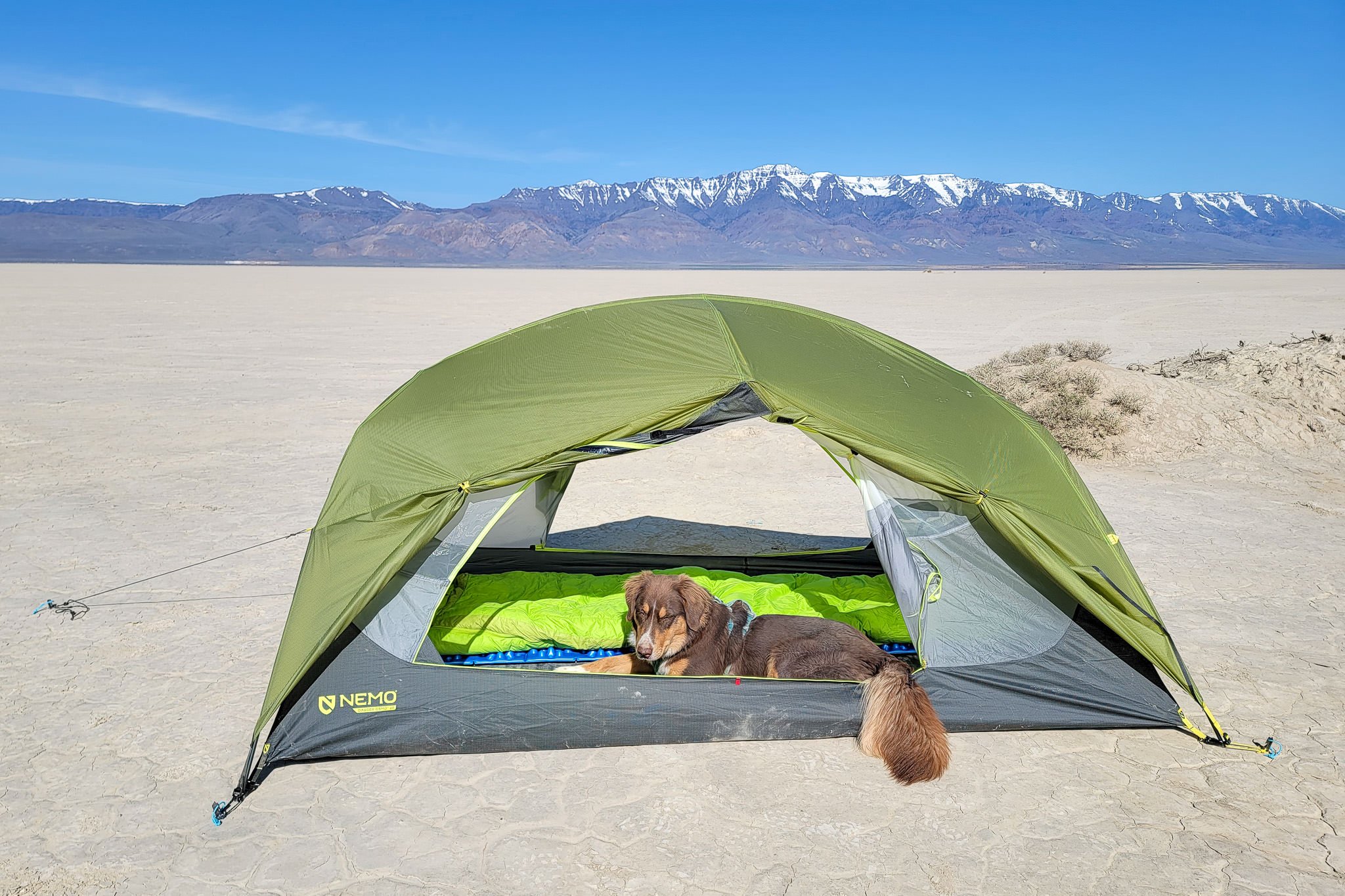 A dog sitting inside the NEMO Dagger OSMO 2 with mountains in the background