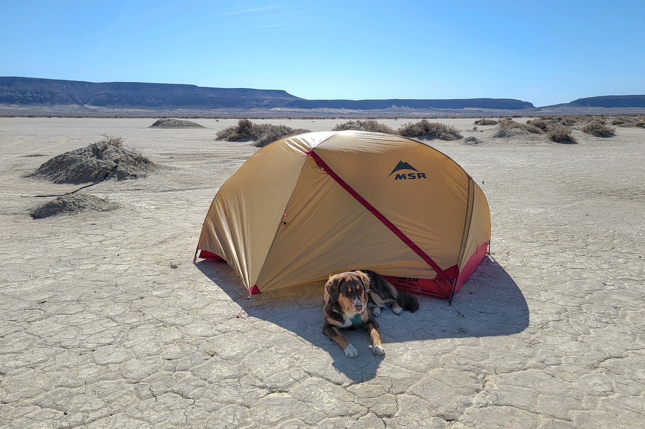 A dog laying in front of the MSR Hubba Hubba 2 tent in a desert