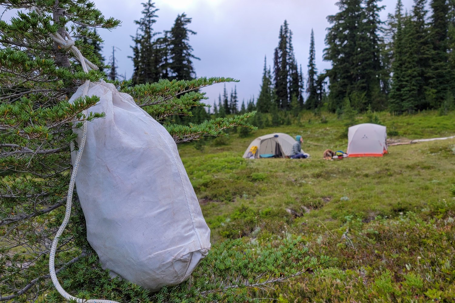 An Ursack tied to a tree near a backpacking site