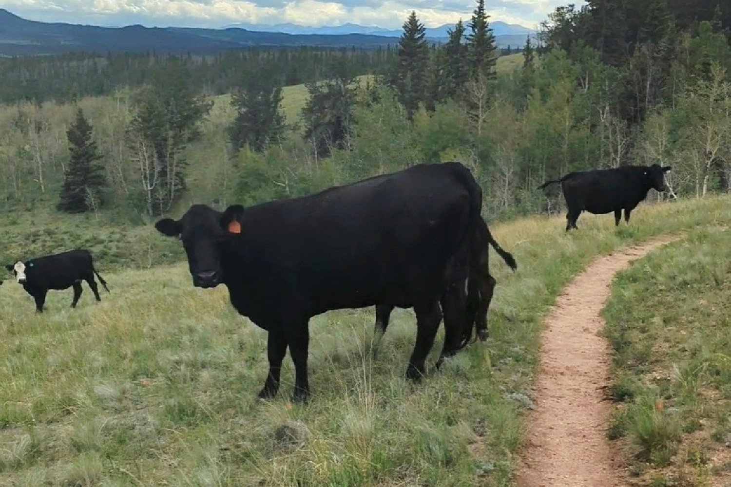 A group of cows standing next to a trail