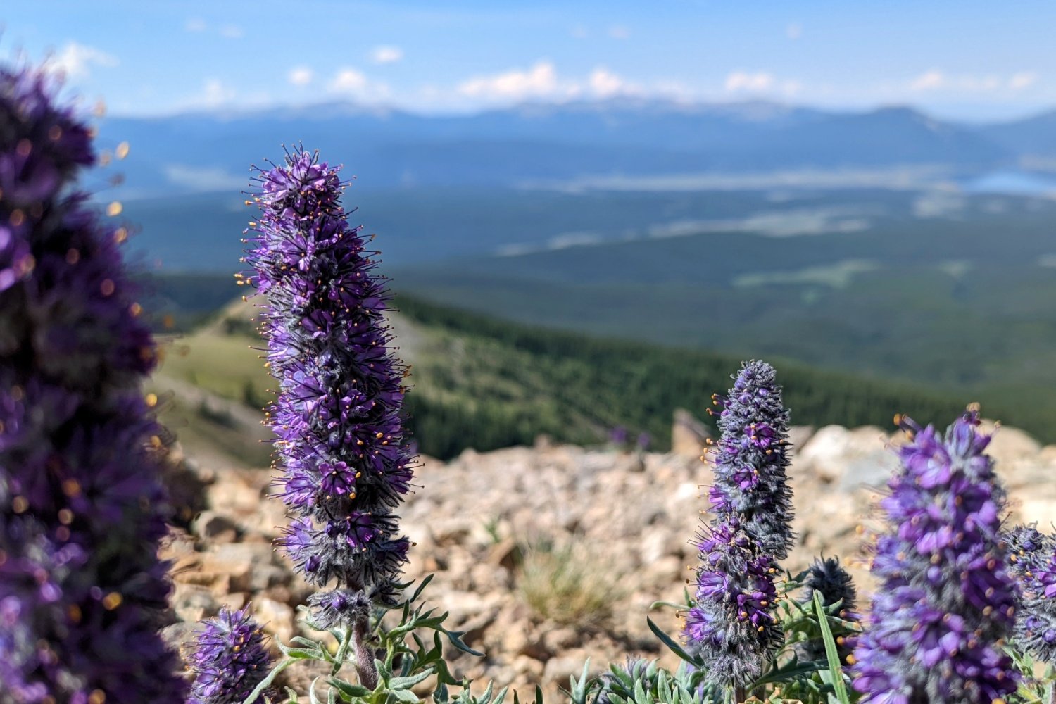 wildflowers in the foreground of a view of a mountain valley on the Colorado Trail