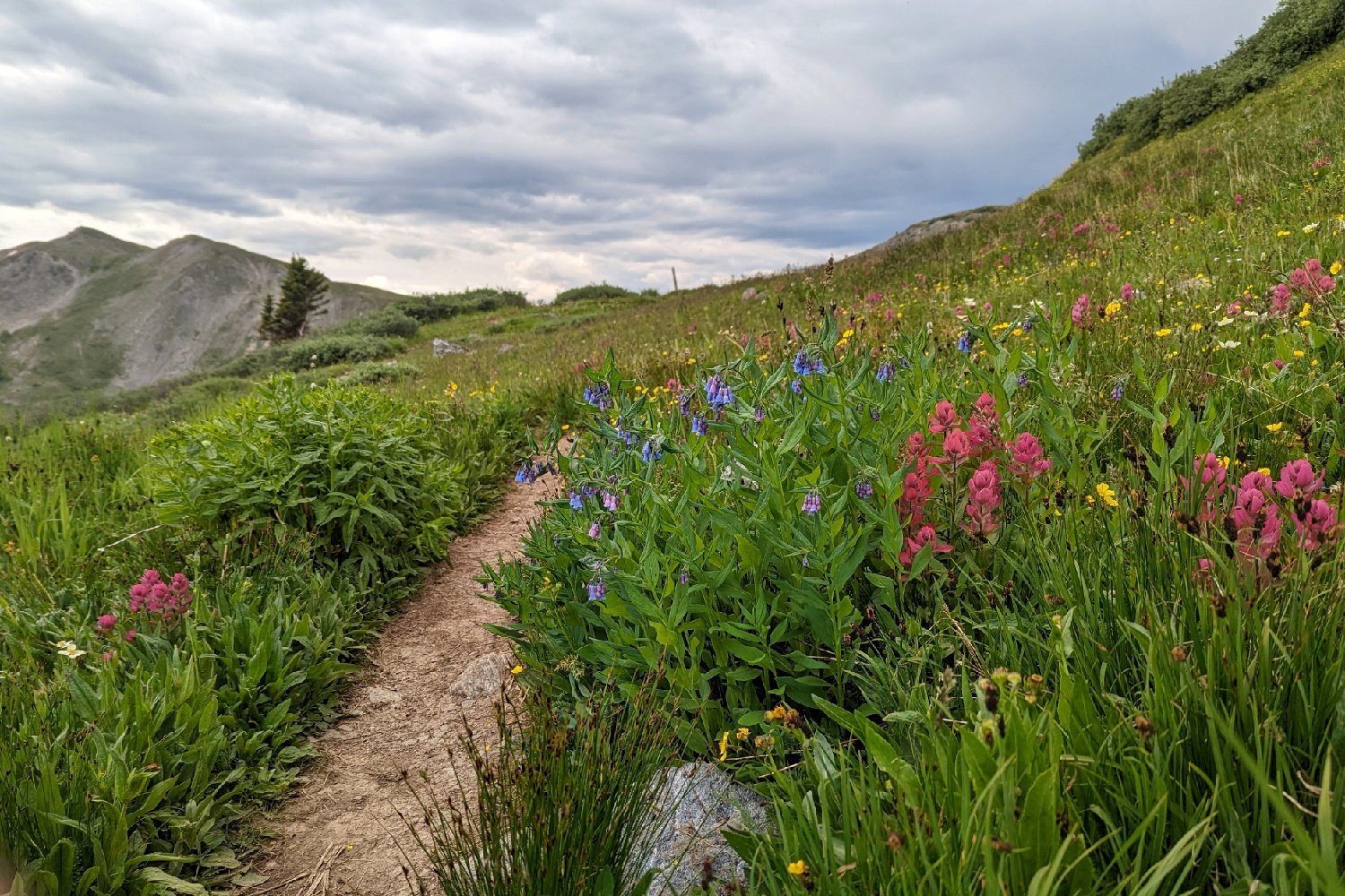 multicolor wildflowers in an alpine meadow on the Colorado Trail