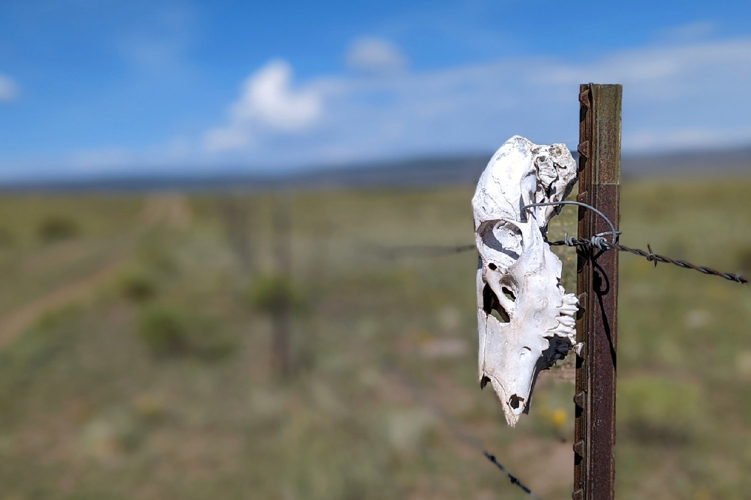 A skull attached to a barbed wire fence on the Colorado Trail