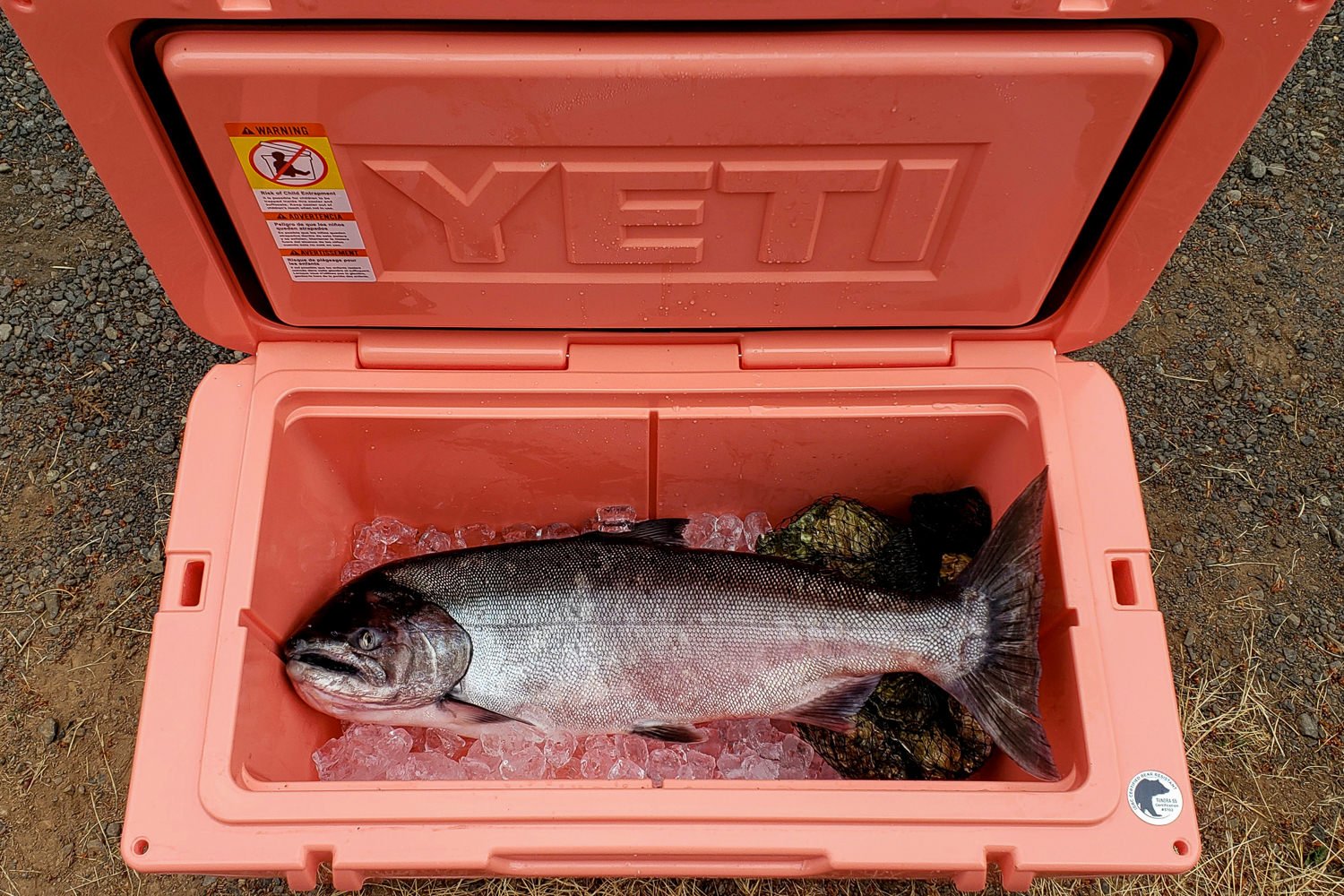 Top-down view of a salmon and oysters in the YETI Tundra 65 Cooler