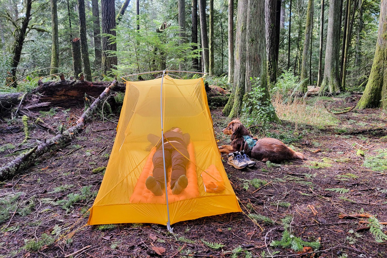 A hiker laying on the Big Agnes Zoom UL in a tent in a forest with a dog next to them
