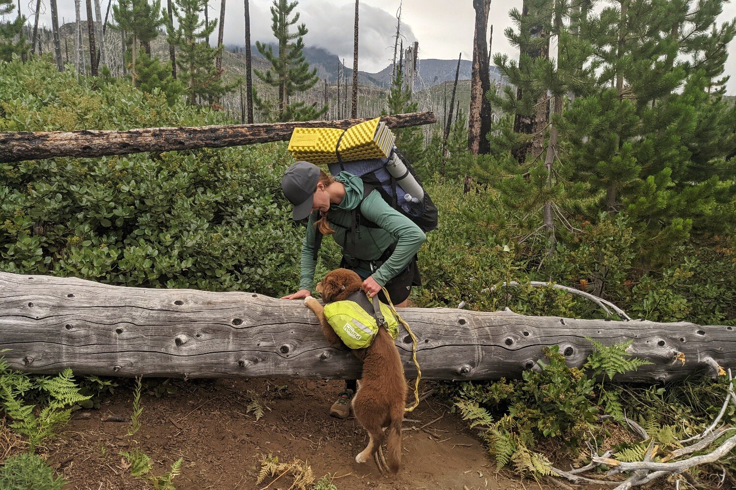 The handle on dog backpacks can be used to assist your dog over obstacles on the trail