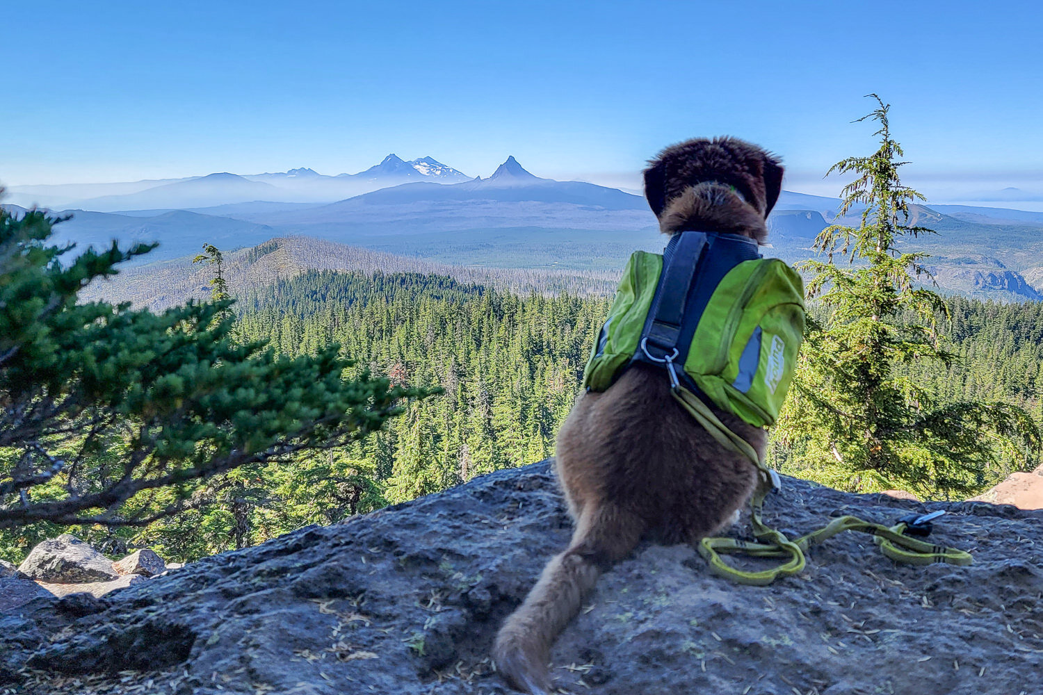 Young dogs should carry very little weight in their backpack while they acclimate to it - Timber is wearing the Outward Hound Daypak