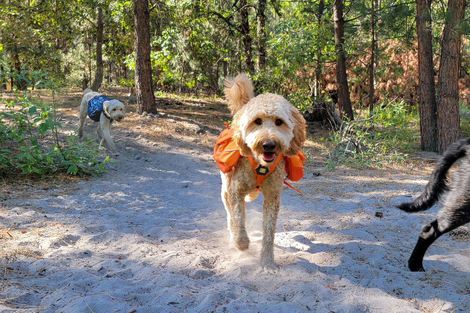 The Ruffwear Approach is a spacious dog backpack that works well for larger breeds