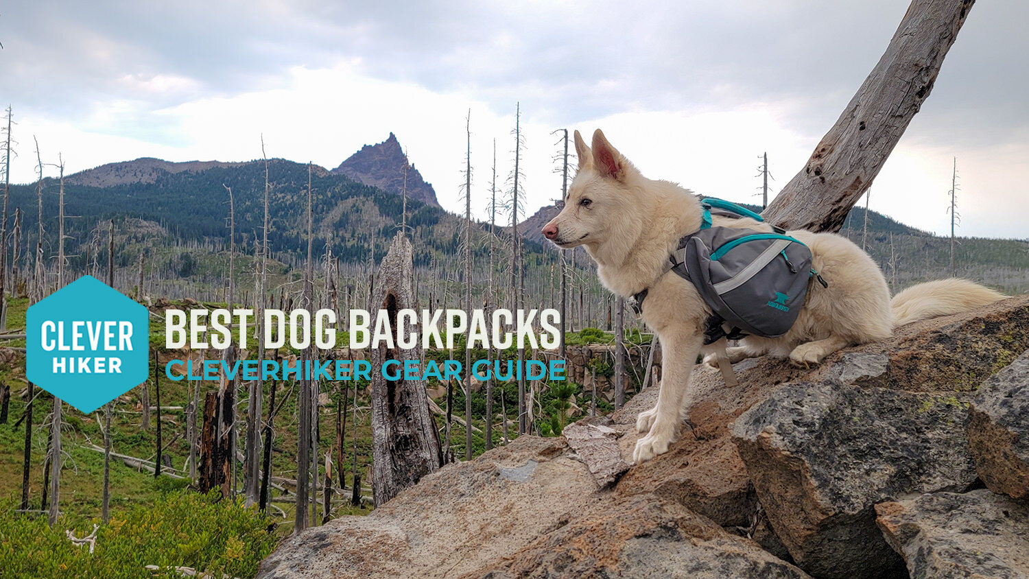 5 Best Dog Backpacks of 2024, Tested & Reviewed