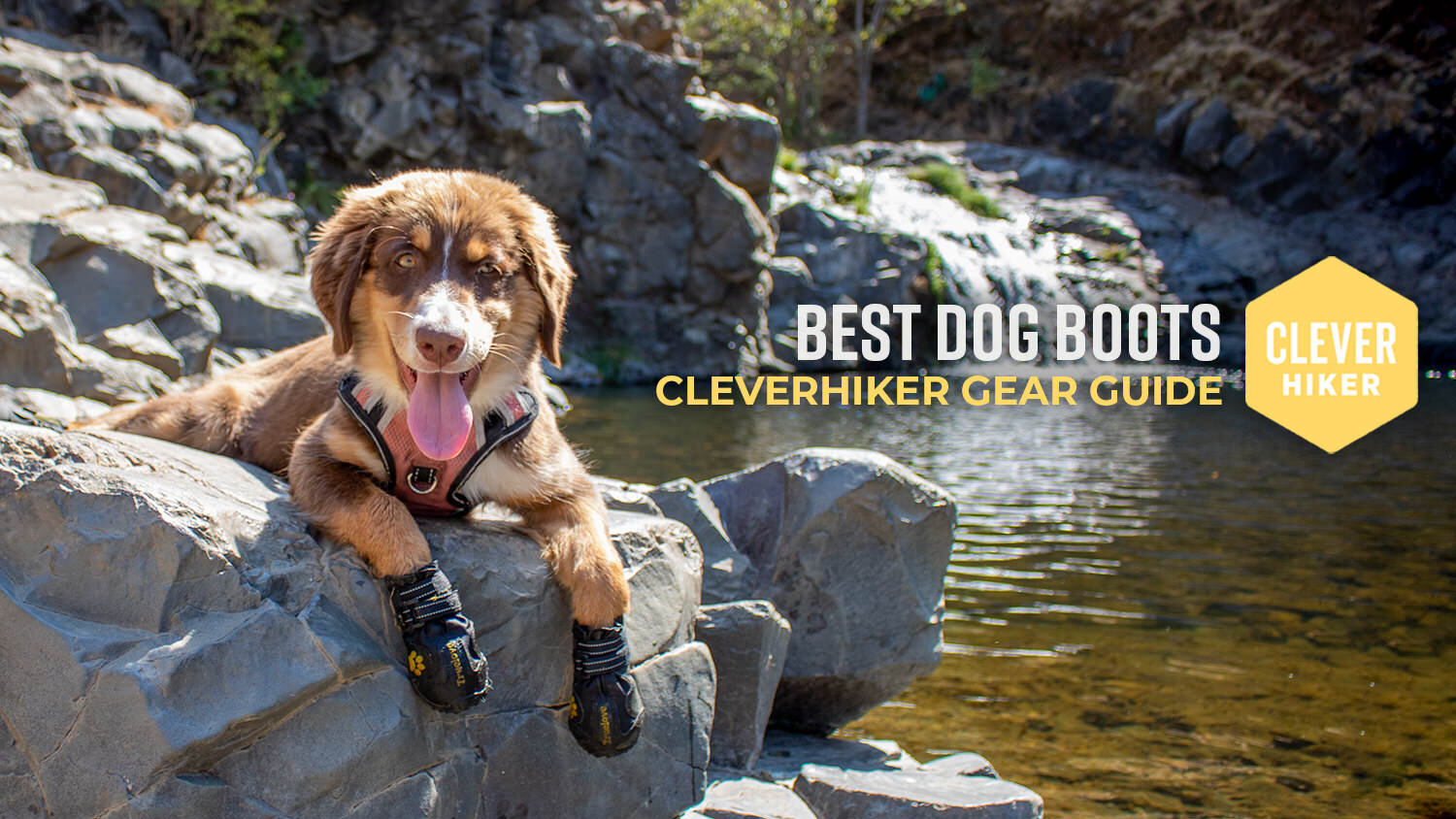 https://www.cleverhiker.com/wp-content/uploads/2023/08/Best-Dog-Boots.jpeg