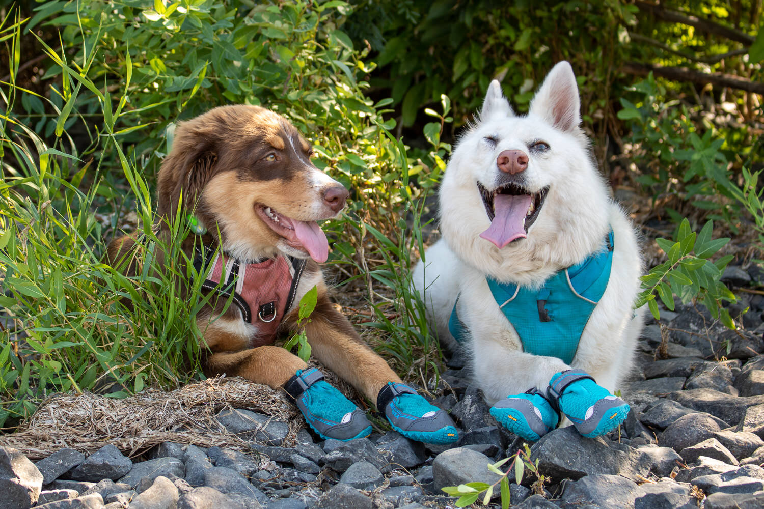 The Ruffwear Grip Trex are sold in sets of two to accommodate dogs with different size front and back paws