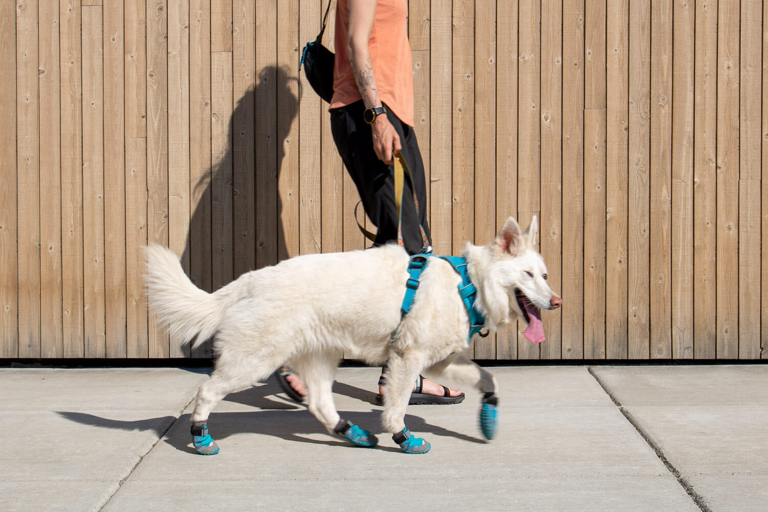 Dog boots, like the Ruffwear Grip Trex, are a great way to protect your dog’s paws from hot pavement