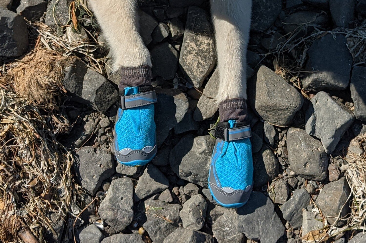 boot liners are a great solution if you find that your dog’s boots are causing them blisters