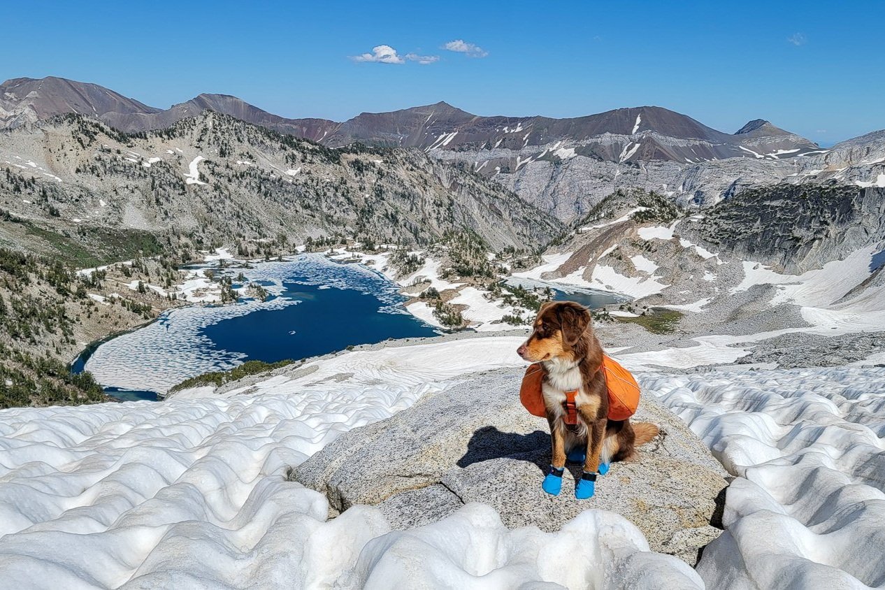 A dog wearing the Non-Stop Dogwear Long Distance Booties on a snowy traverse