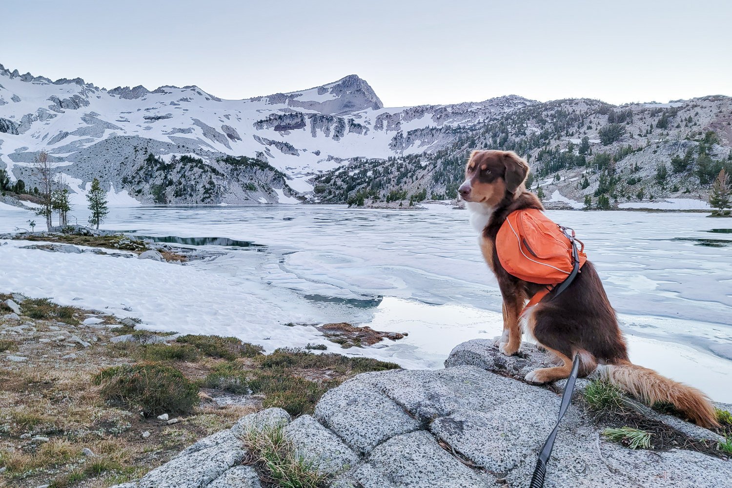 A dog wearing the Ruffwear Approach Backpack