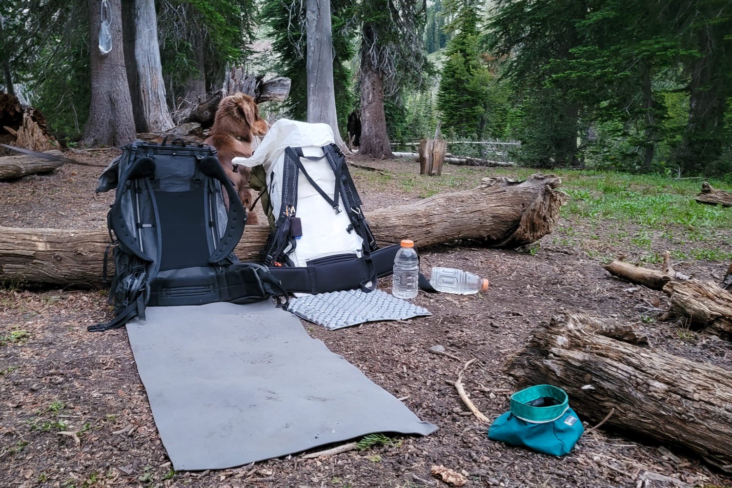The Gossamer Gear Thinlight & Therm-a-Rest Z-Seat leaning against a log on a backpacking trip