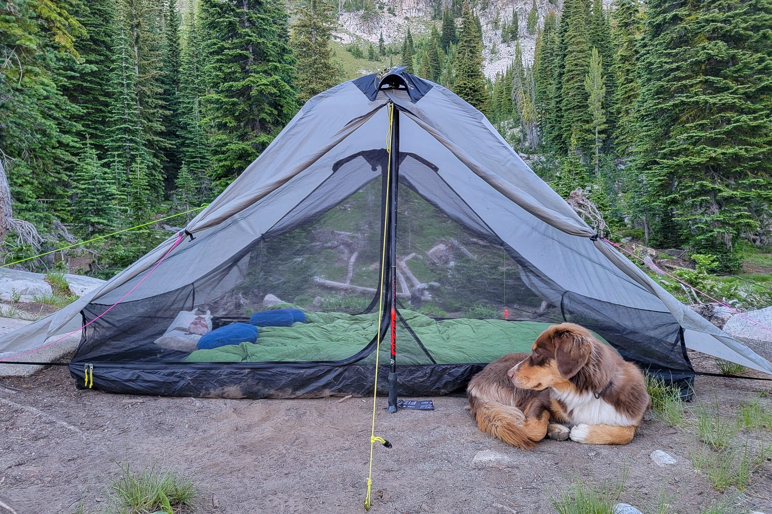 A dog sitting outside of the Lunar Duo