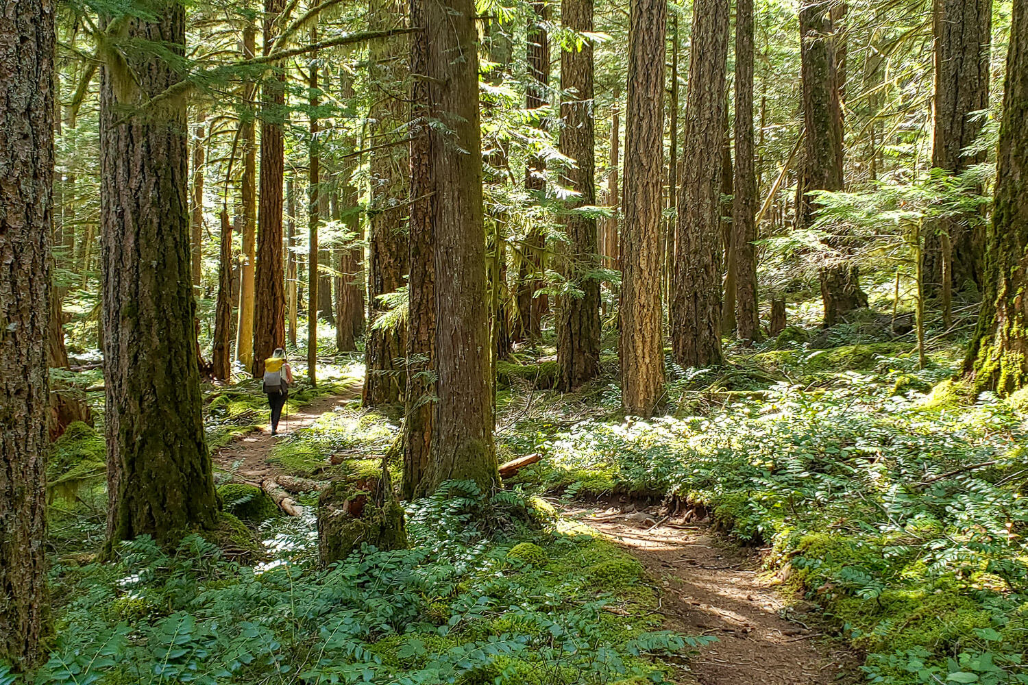 McKenzie River Trail - Central Oregon