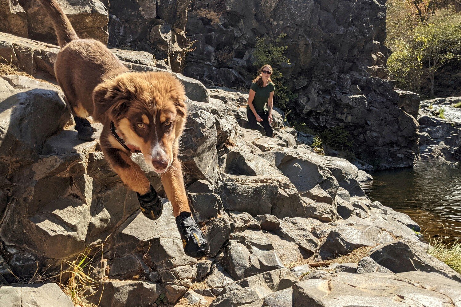 The Expawlorer Waterproof boots are a great first boot to try because they’re affordable & easy to put on