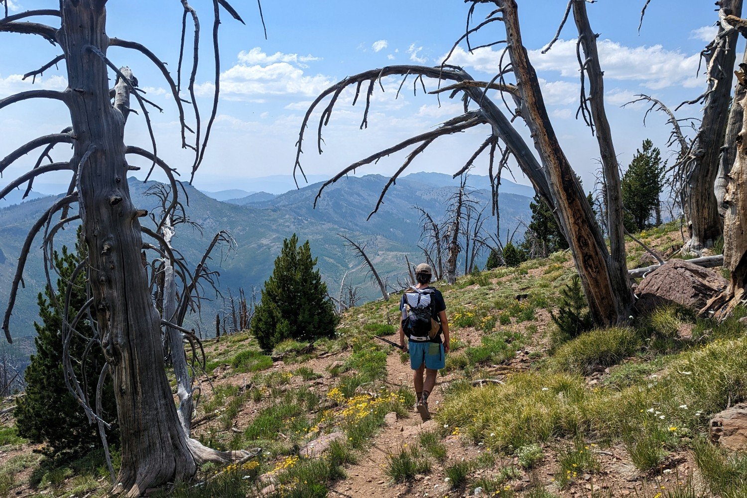 A hiker walking down a trail with some burned trees - theres a view of cascading mountains in the background
