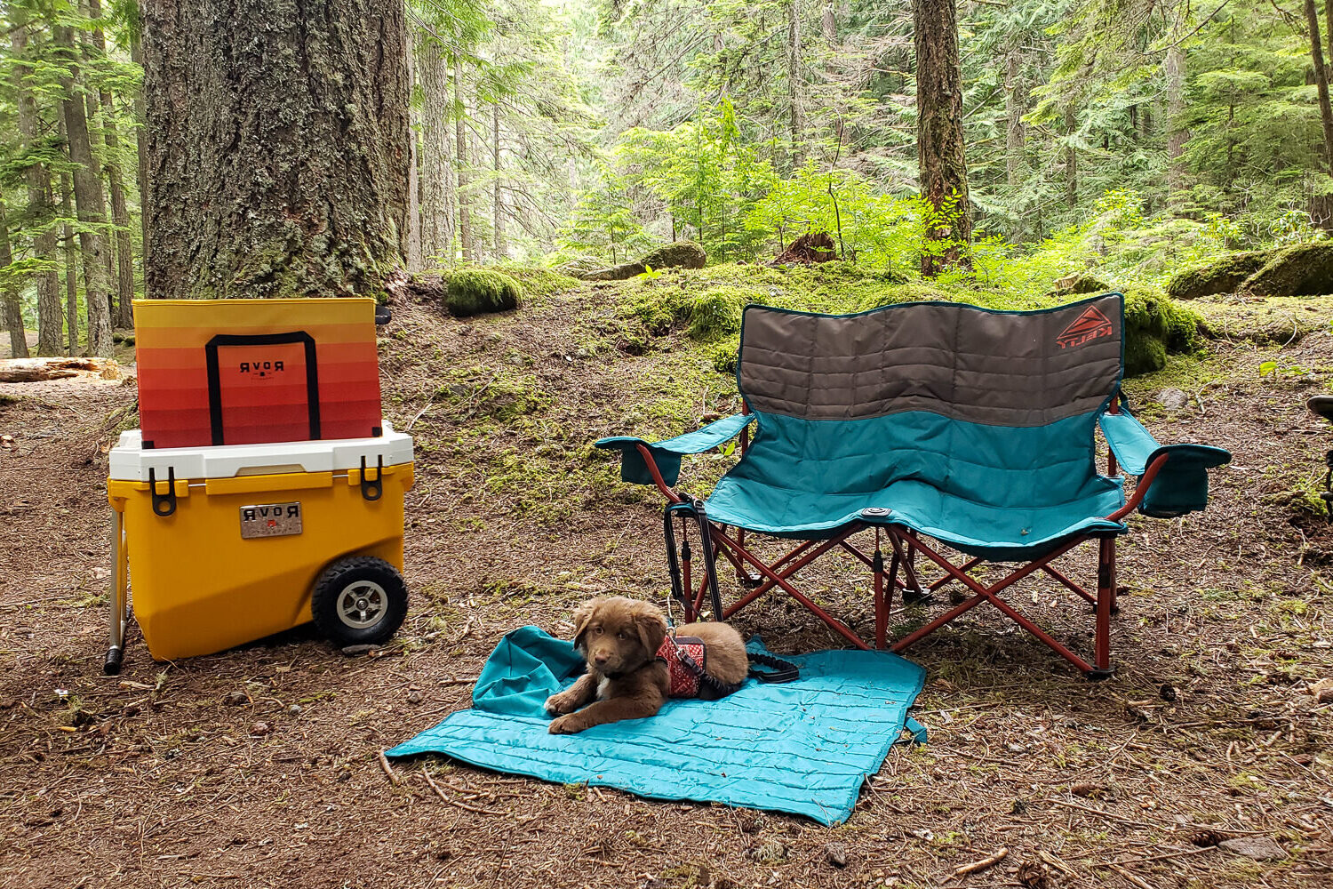 A puppy sitting next to the Kelty Low Loveseat and the Rovr Rollr 60 Cooler in a forested setting