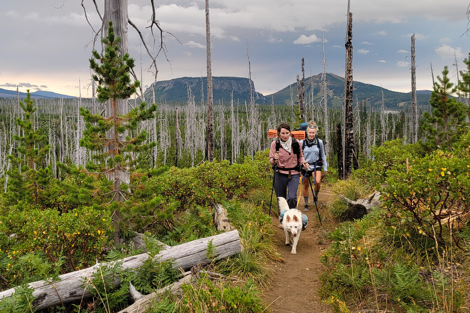 Make sure to review our Tips for Hiking with a Dog post to ensure you and your dog have a safe and fun time on the trail