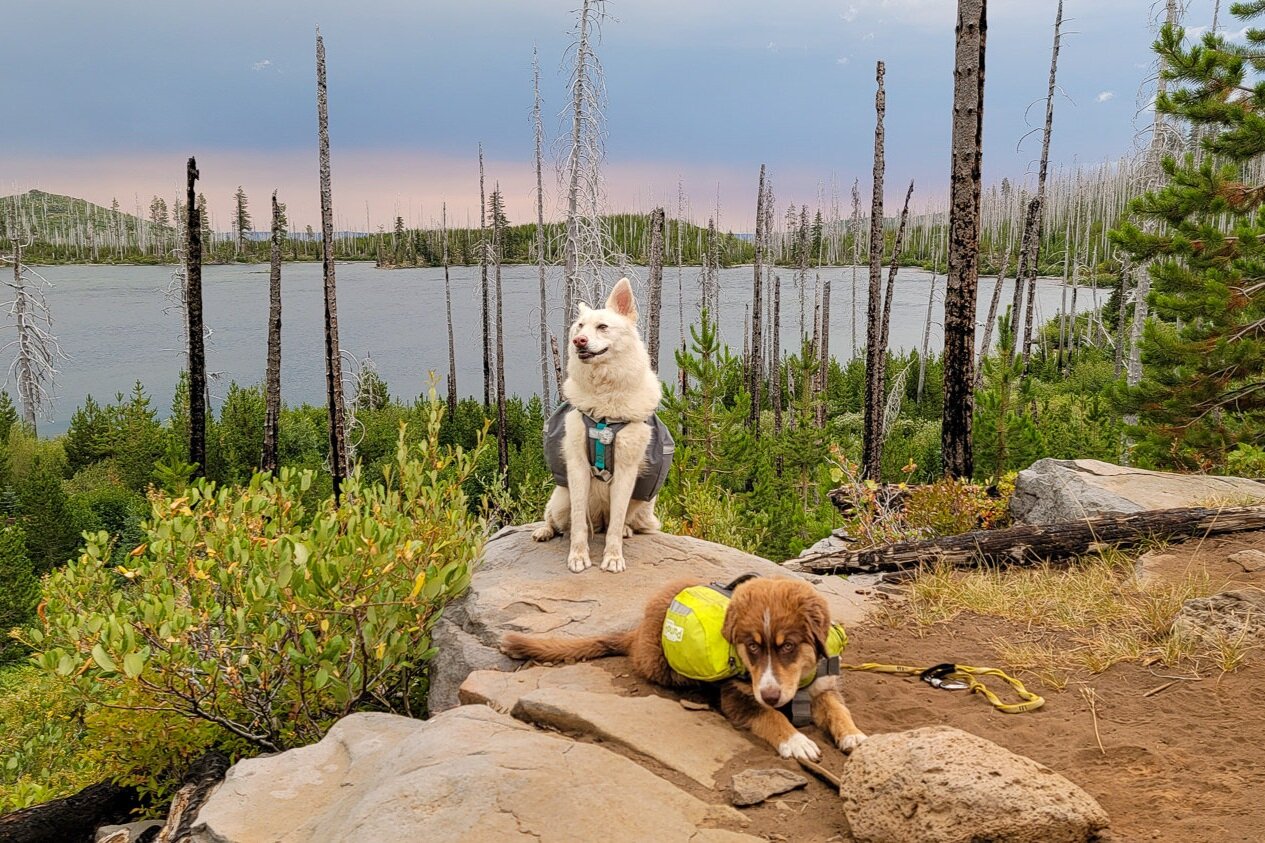 Having your dog wear a backpack on the trail gives them a fun job to do