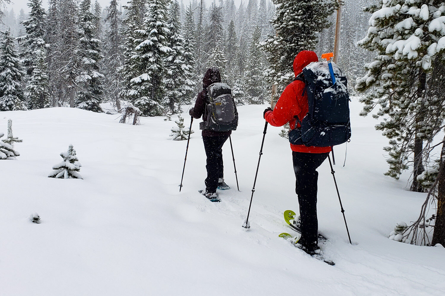 Two hikers snowshoeing through a forest