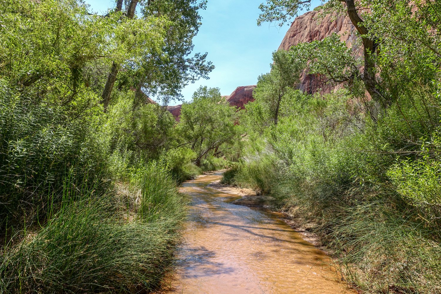 A green tree-flanked creek in Coyote Gulch