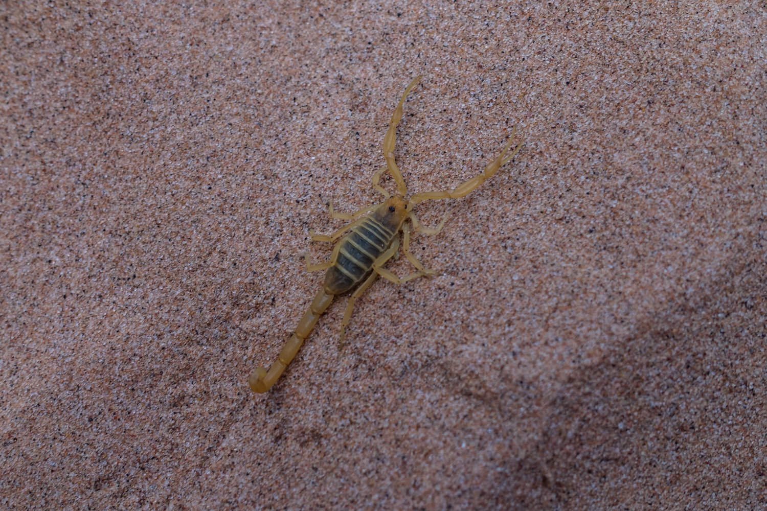a close up of a scorpian on a pink rock