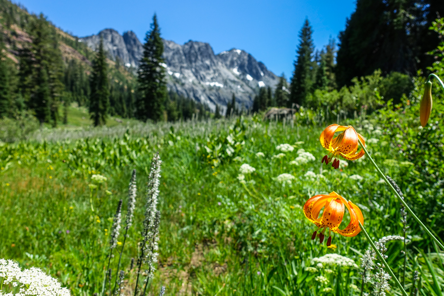 columbian lily in a meadow in the trinity alps