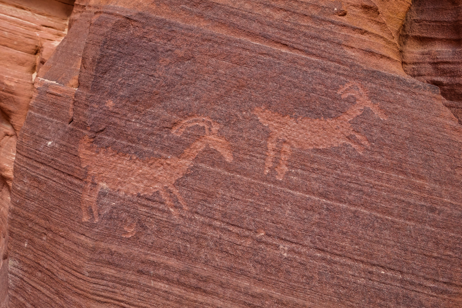 petroglyphs of two goats or sheep or deer carved into the red sandstone