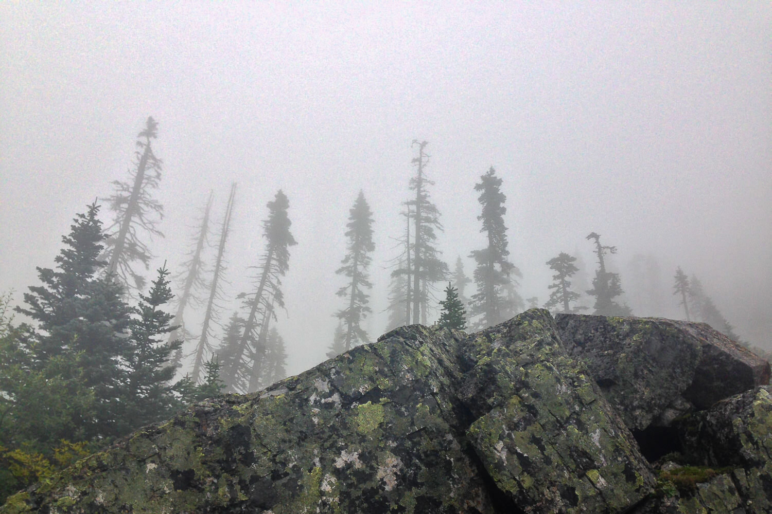 Foggy landscape of trees and rocks on the PCT