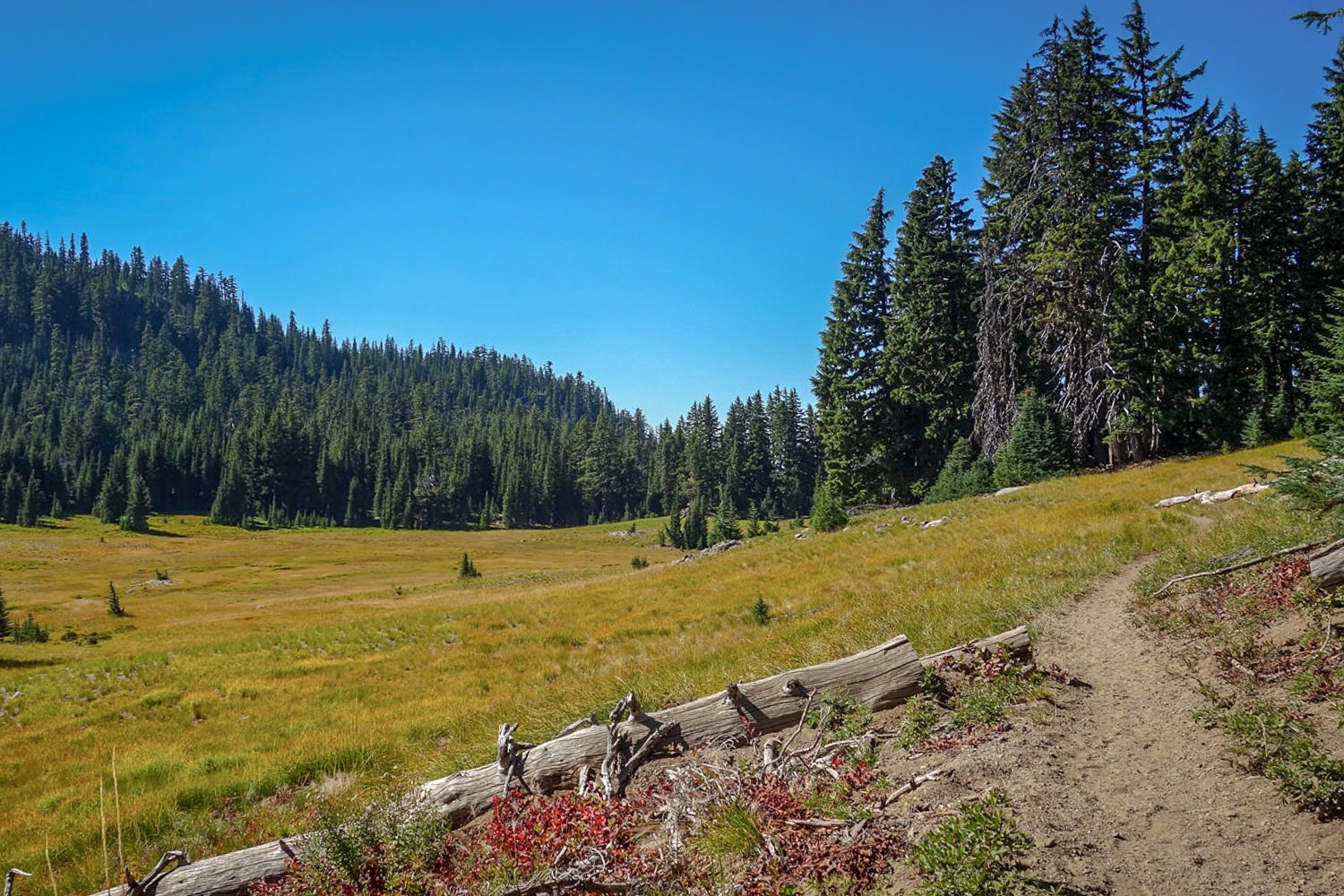 trail through a meadow in the three sisters wilderness